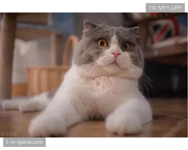 黄雅琼的日常：凌晨四点起床练球，回家还得给猫铲屎